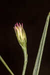 Perennial saltmarsh aster